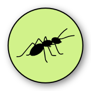 Ant - Quick Kill Pest Control