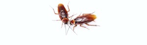 Cockroach Slide - Quick Kill Pest Control