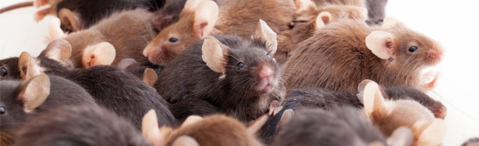 Mice, Rats & Rodents - Quick Kill Pest Control