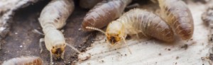 Termite Treatments - Quick Kill Pest Control