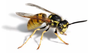 European Wasp - Quick Kill Pest Control