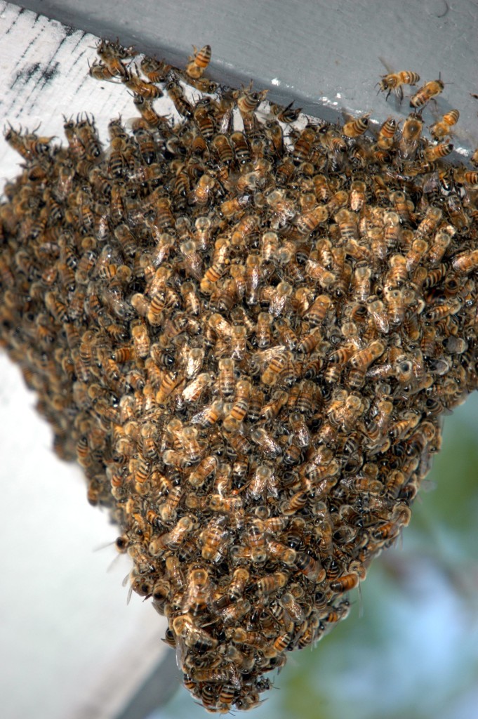 Bees - Quick Kill Pest Control