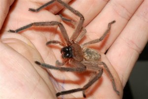 Huntsman Spider - Quick Kill Pest Control