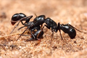 Ants - Quick Kill Pest Control