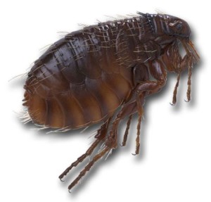 Fleas - Quick Kill Pest Control