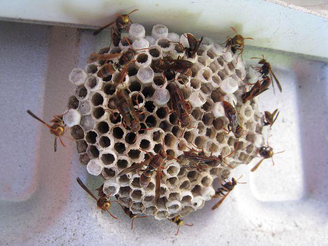 Paper Wasps - Quick Kill Pest Control