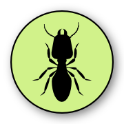 Termites - Quick Kill Pest Control